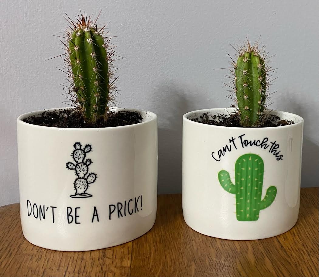Cactus planters