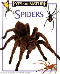 Spiders Eyes on nature