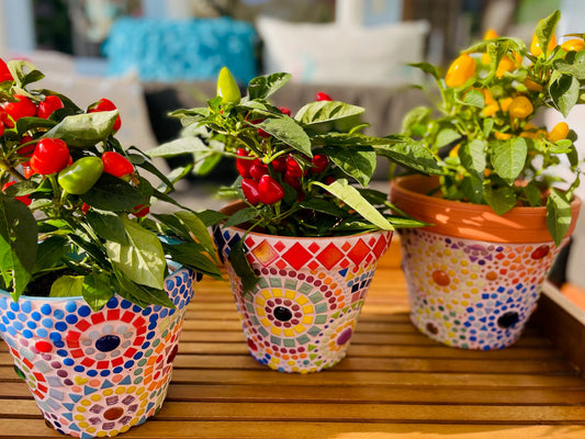 Mosaic Terracotta Pot Workshop April 28th